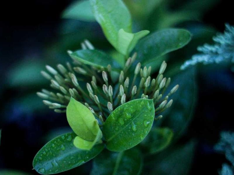 Ukraine peace talks: European leaders push for diplomatic solution